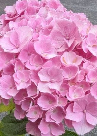 Hydrangea