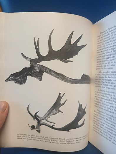 Fallow Deer book