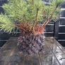 Dwarf mountain pine ( pinus mungo pumilo ) Image 2