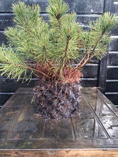 Dwarf mountain pine ( pinus mungo pumilo )