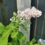 Spiraea plant Image 3