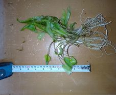 Aquarium plants