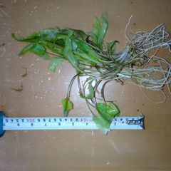 Aquarium plants