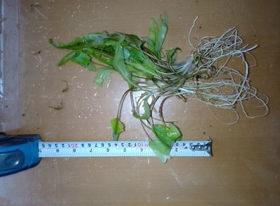 Aquarium plants