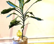 DRACENA - photos edit