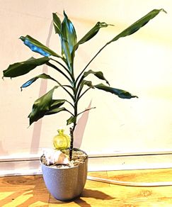 DRACENA - photos edit