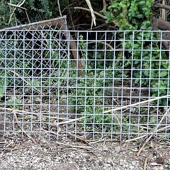 Galvanised Welded Wire Mesh Panels