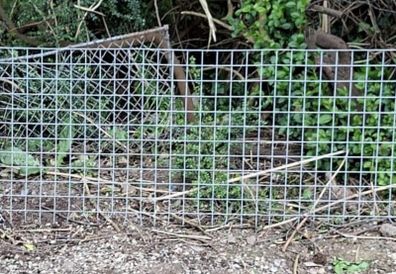 Galvanised Welded Wire Mesh Panels