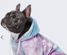 spark paws dog clothes