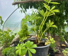Lupin Plants