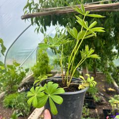 Lupin Plants