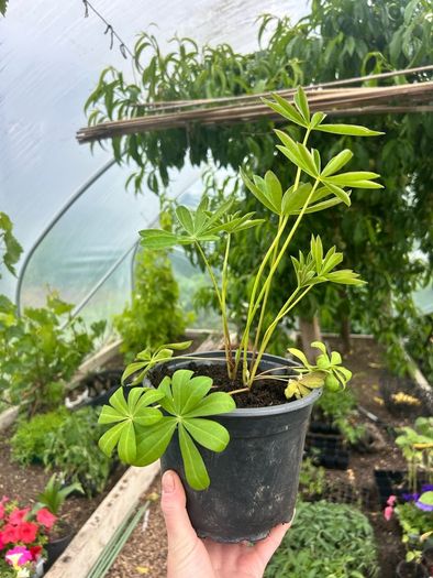 Lupin Plants