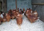 point of lay pullets