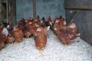point of lay pullets