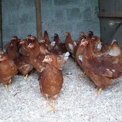 point of lay pullets