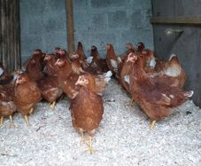 point of lay pullets