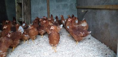 point of lay pullets