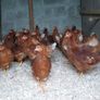 Point of lay pullets Image 5