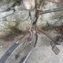 2 vintage bikes. Needs a bit TLC. All parts on bikes Image 3