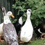 Ducks Image 2