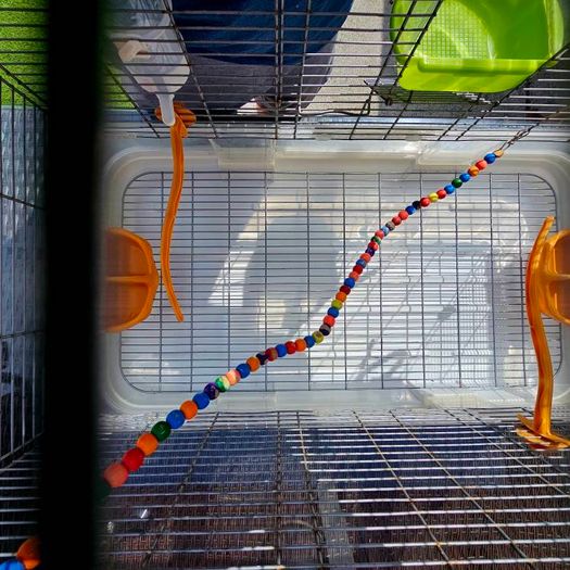 Vision by Hagen double bird cage.
