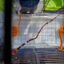Vision by Hagen double bird cage. Image 4