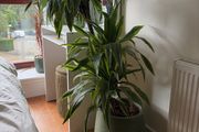Plant with the pot