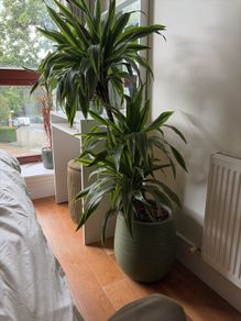 Plant with the pot