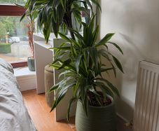 Plant with the pot