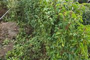 Plant. Portuguese cherry laurel-- Prunus lusitanica