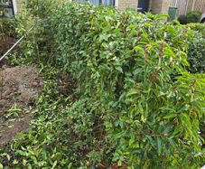 Plant. Portuguese cherry laurel-- Prunus lusitanica