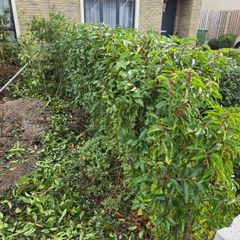 Plant. Portuguese cherry laurel-- Prunus lusitanica