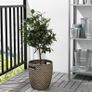 plant x2 for sale Image 4