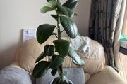 Ficus Elastica / Rubber Tree