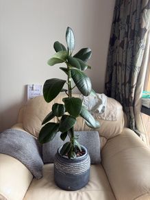 Ficus Elastica / Rubber Tree