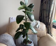 Ficus Elastica / Rubber Tree
