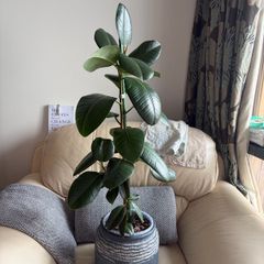 Ficus Elastica / Rubber Tree