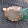 Vintage Hand-carved and Painted Wooden Duck Image 5