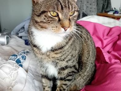 Cat Cats for adoption in Glenageary, Dublin from Pansybear