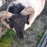 Mayo Hill Ram. Image 2