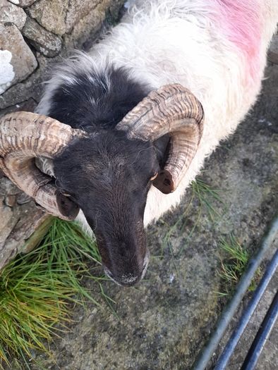 Mayo Hill Ram.