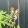 Cutleaf thornless blackberry plant Image 7