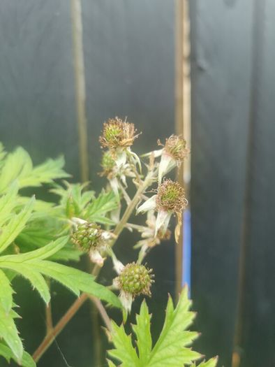 Cutleaf thornless blackberry plant