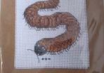 Handmade X-stitch Greeting Card:- Millipede