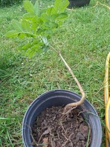 ash tree seedling