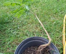 ash tree seedling