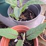 Verbascum chaixii (Wedding Candles) Image 3
