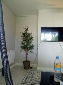 6ft olive tree