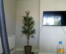 6ft olive tree