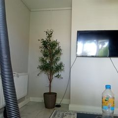 6ft olive tree